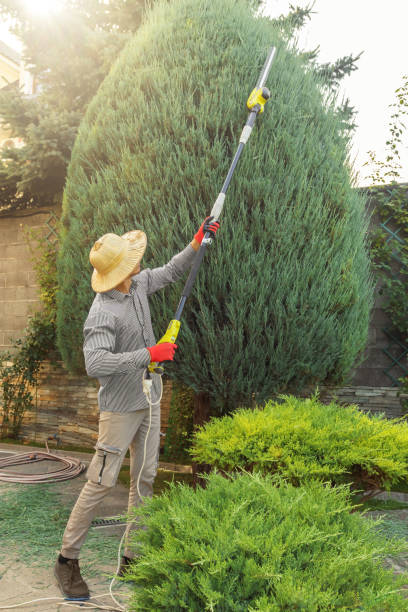 Lawn Maintenance Plans in Fruitridge Pocket, CA