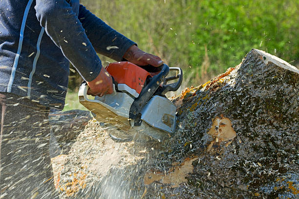 How Our Tree Care Process Works  in  Fruitridge Pocket, CA